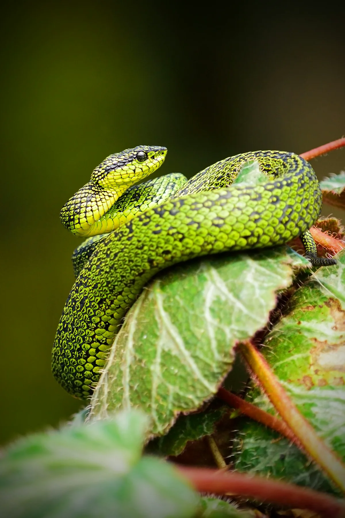 Snake in the wild — a reminder we share this land