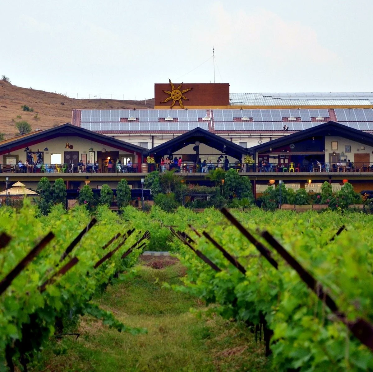 Sula Vineyards